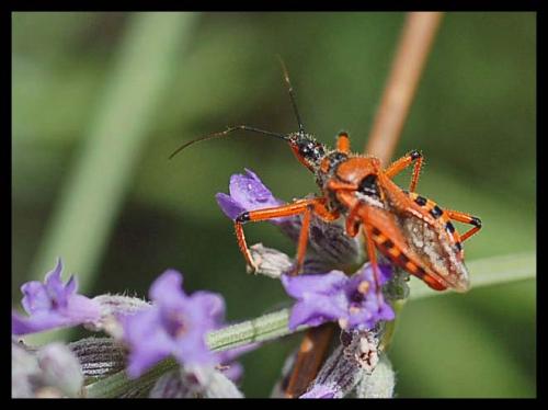 Rhynocoris sp.